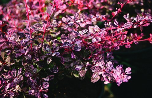 5617_Berberis-thunbergii-Harlequin