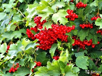 Калина Обыкновенная, красная (must have in the Ukrainian garden) [1-летняя в контейнере]
