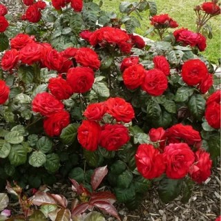 60884174_w440_h440_roza-floribunda-europeana