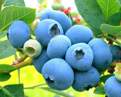 62375472_images_8891275454