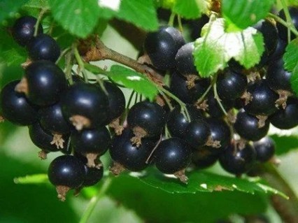 64033728_sazhentsy-smorodiny-tisel