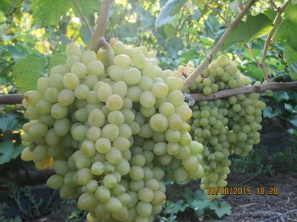 664345034_w500_h500_sazhentsy-vinograda-kishmish