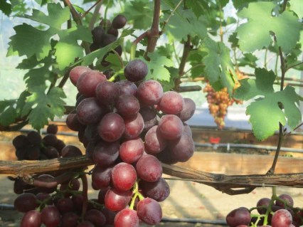 664375506_w640_h640_vinograd-everest