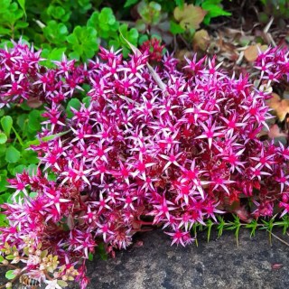 66529-garten-teppich-fettblatt-kb-07-2021-Christian-Roth-1282209-2_origin_img