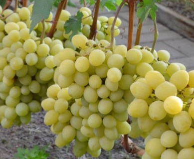 66925.p2r5b0.700x575