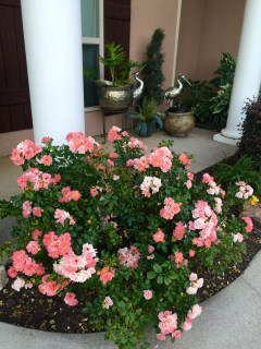 6a9eea656db411b0022c172801af43fc