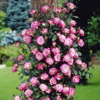 6d15fcc468b3a4a631993d0511f66de8