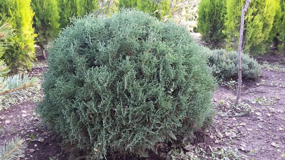 7.Tuya_zapadnaya-_EHlvangera_zelenaya