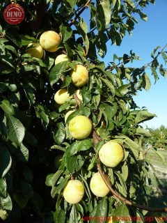 743bd950f124e398ab29275be7f8eedd