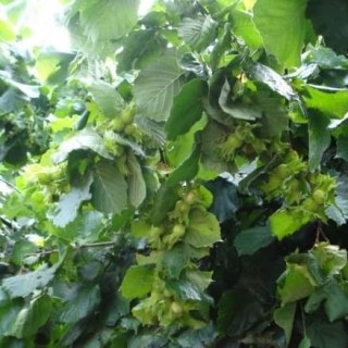 76e2eda3987473a19394ef6afff22fd5