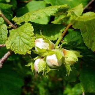 Фундук Трапезунд [2-летний с открытой корневой системой]