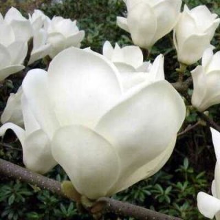 79640734193726_small10