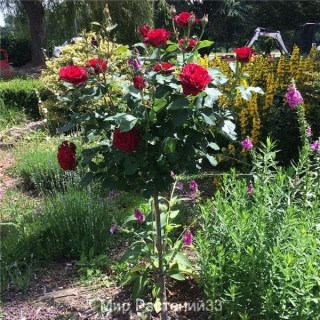 799d4a6df2670dcff87296df97ac2edc