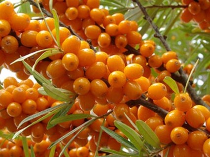 Облепиха Трофимовская