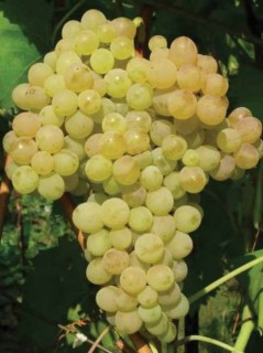  Виноград кишмиш Цитронный