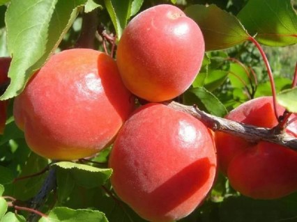 834324308_w640_h640_abrikos-spring-blash