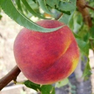 835042697_w640_h640_persik-erli-royal