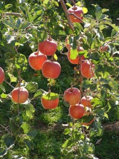Яблоня Бени Шогун [1-летняя с открытой корневой системой]