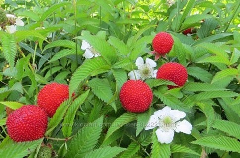 Малина Мяо-Мяо (малина розолистная, Тибетская малина)