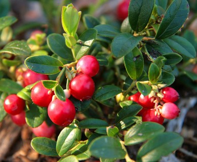 Брусниця Ред Кенди (Red Candy)