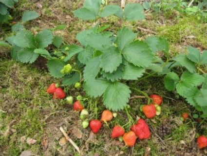 869020_42_sazhency-zemlyaniki.-zemklunika-klubnika-sunicya-sadova-bolee-65-sortov