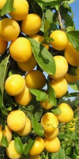 Слива колоновидна Мірабелла [2-річна з відкритим коренем]