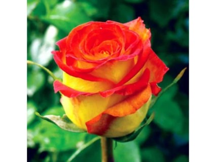 889363546_w640_h640_roza-chajno-gibridnaya-tsirkus