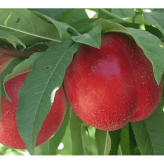 Нектарин Сноу Квин (Snow Queen) [2-летний с открытой корневой системой]