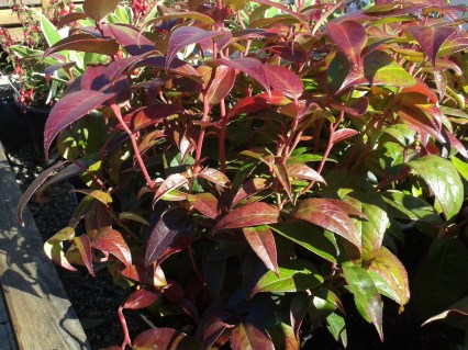 8d7964bee5af22a0f3639fc573f7ace8