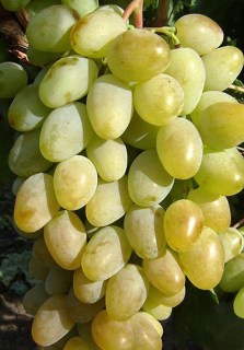 8f7189fab8f813cd0119dd63ed74b994