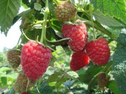 90165ea4b1d76d9a90abfbd2249119a8