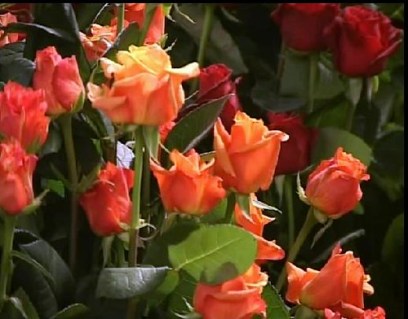 917037642_c94b1d646d