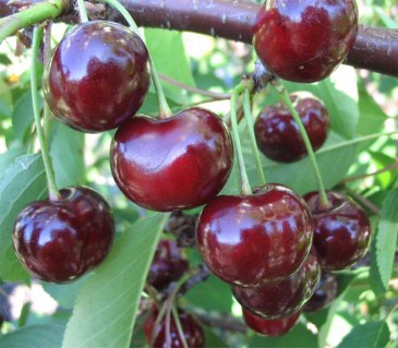 Вишня Эрди Ботермо