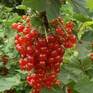 Красная смородина Джонкер ван Тетс 