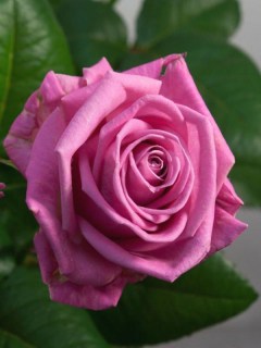 956457d5c6c79a32861369b9c72e3380