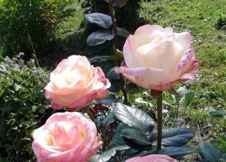 Роза Бель Перль