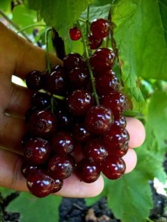 99729269_w500_h500_krasnaya-smorodina-viksne