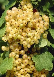 99743648_w640_h640_belaya-smorodina-uajt