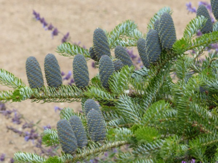 9dcfa98b4e3f591a26fb6b030d3540d3