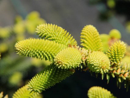 ABIES-PINSAPO-AUREA-1r