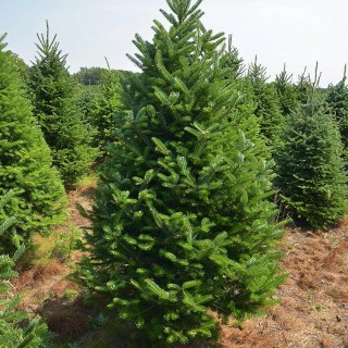 Ялиця Фразера (Abies fraseri)