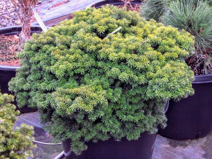 Abies-koreana-Cis-01
