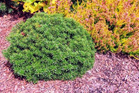 Abies-koreana-Cis-02