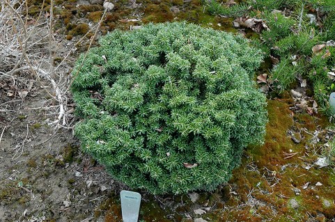Abies-koreana-Cis-04