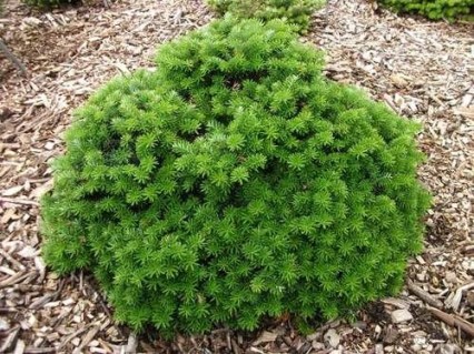 Пихта корейская Сис (Abies koreana Cis)