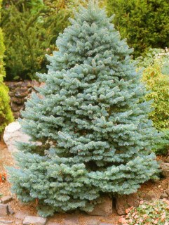 Abies-lasiocarpa-Compacta-02