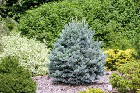 Abies-lasiocarpa-Compacta-04