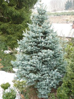 Abies-lasiocarpa-Compacta-05
