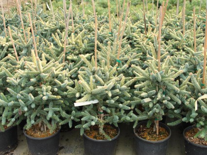 Abies-pinsapo-Aurea-1