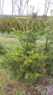 Abies_Concolor-02